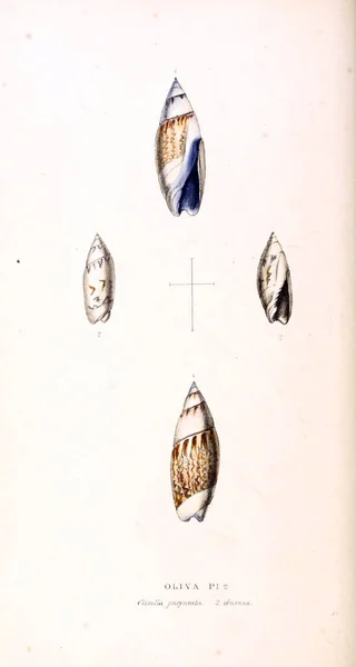 Illustration Coquillages Illustrations Zoologiques Chiffres Originaux Londres 1829 — Photo