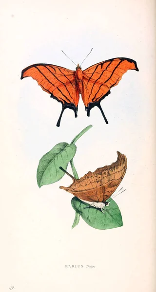 Illustrations Zoologiques Chiffres Originaux Londres 1829 — Photo