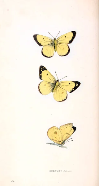 动物学插图 原始数字伦敦1829 — 图库照片