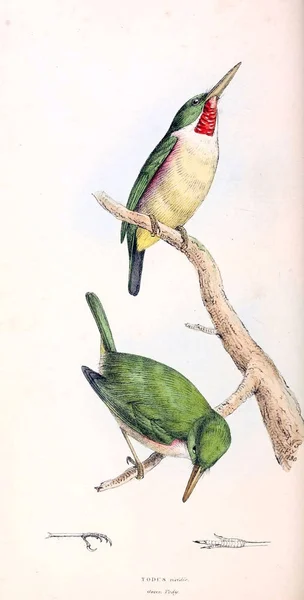 Illustratie Van Vogels Zoölogische Illustraties Oorspronkelijke Cijfers Londen 1829 — Stockfoto