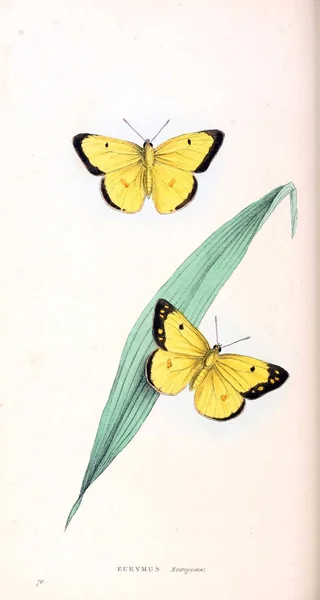 Zoological Illustrations Original Figures London 1829 — Stock Photo, Image