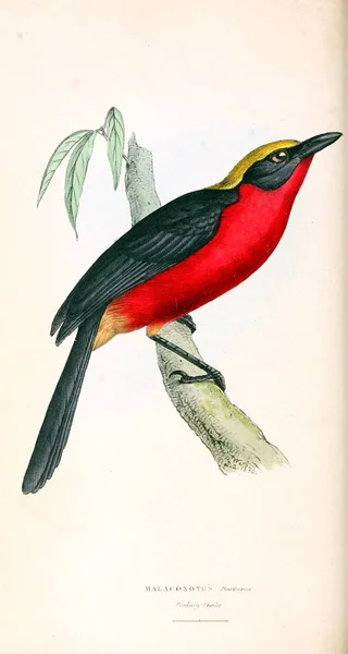 Иллюстрация Птицы Зоологические Иллюстрации Оригинальные Цифры Лондон 1829 — стоковое фото