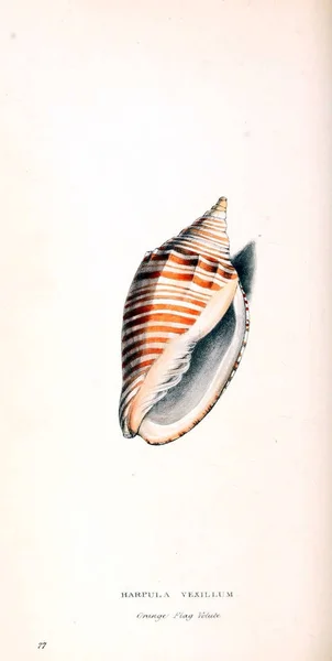 Illustratie Van Schelpen Zoölogische Illustraties Oorspronkelijke Cijfers Londen 1829 — Stockfoto