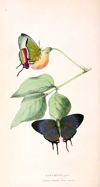 Illustrations Zoologiques Chiffres Originaux Londres 1829 — Photo