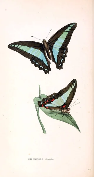 Illustrations Zoologiques Chiffres Originaux Londres 1829 — Photo