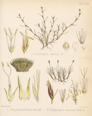 Chaetospora axillaris. Alepyrum pallidum. Chaetospora concinna.  The botany of the Antarctic voyage London 1844 clipart