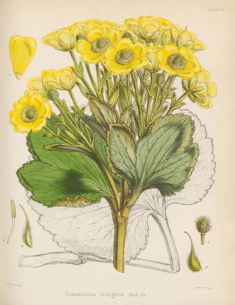 Buttercup Botanica Del Viaggio Antartico Londra 1844 — Foto Stock