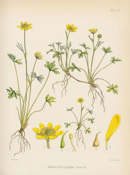 Düğün Çiçeği Antarktika Botanik Yolculuk Londra 1844 — Stok fotoğraf