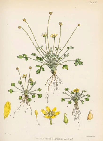Butterblume Die Botanik Der Antarktisreise London 1844 — Stockfoto