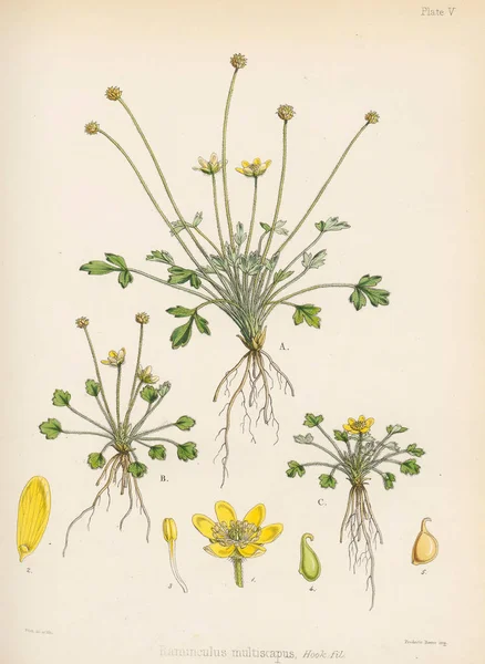 Buttercup Botanica Del Viaggio Antartico Londra 1844 — Foto Stock