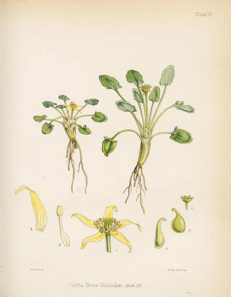 Caltha Zelandiae 南极航行的植物学1844伦敦 — 图库照片