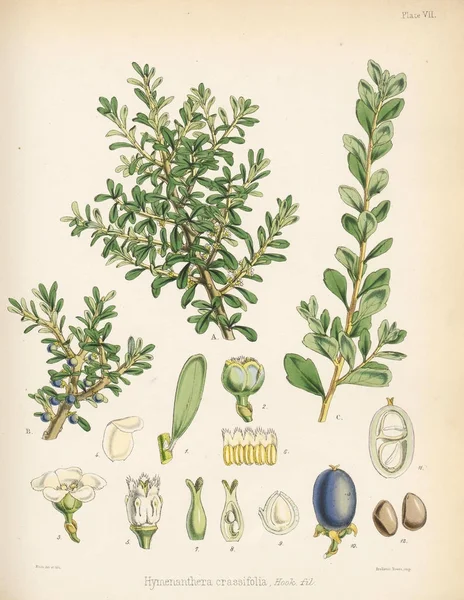 Hymenanthera Crassifolia입니다 식물학의 1844 — 스톡 사진