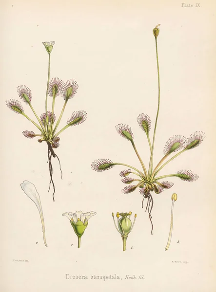 Drosera Stenopetala Botanika Antarktyki Voyage Londyn 1844 — Zdjęcie stockowe