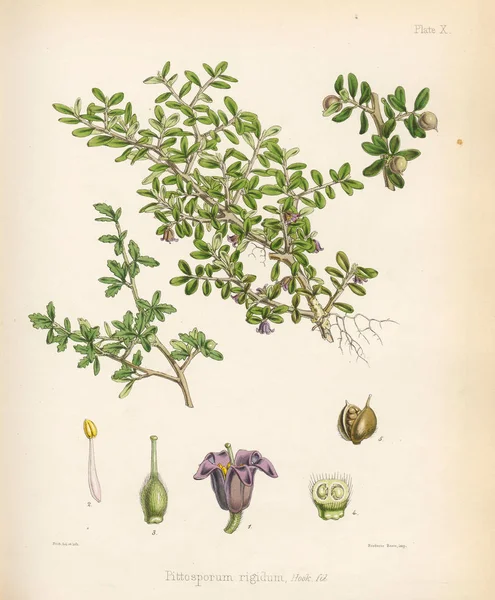 Pittosporum Ботаніка Антарктики Подорож Лондон 1844 — стокове фото