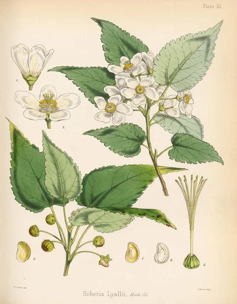Hoheria입니다 식물학의 1844 — 스톡 사진