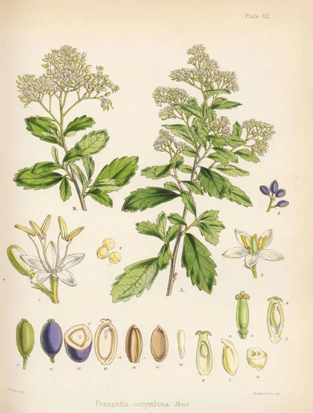 Pennantia Corymbosa입니다 식물학의 1844 — 스톡 사진