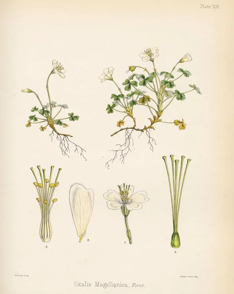 Oxalis Uttrycket Botanik Antarcticen Voyage London 1844 — Stockfoto