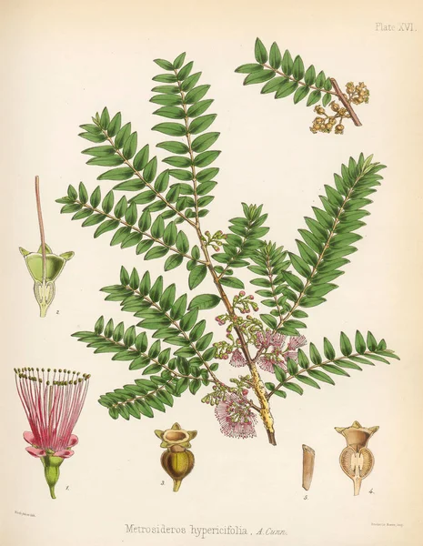 Metrosideros Hypericifolia南极航行的植物学1844伦敦 — 图库照片