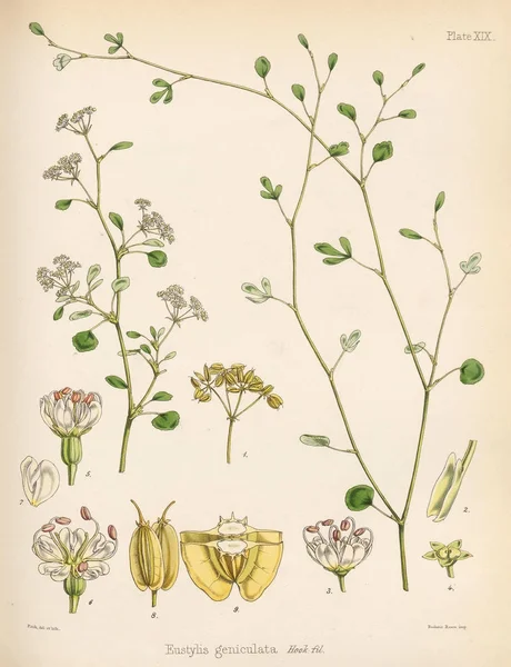 Alophia南极航行的植物学1844伦敦 — 图库照片