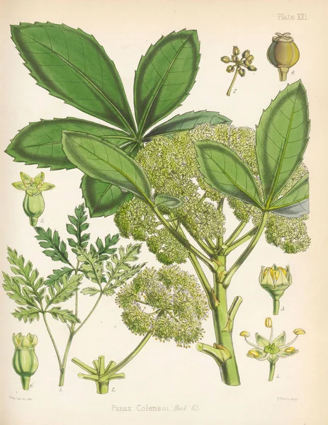 Panax Colensoi입니다 식물학의 1844 — 스톡 사진
