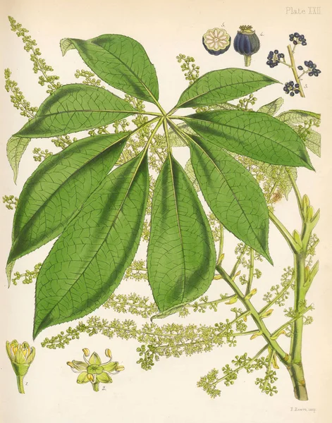 Panax Colensoi Botani Dari Perjalanan Antartika London 1844 — Stok Foto