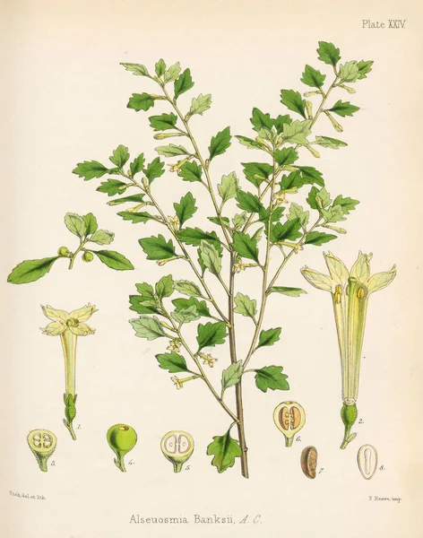 Alseuosmia Macrophylla Botanika Antarktidě Voyage Londýn 1844 — Stock fotografie