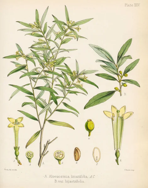 Alseuosmia Macrophylla Botanica Del Viaggio Antartico Londra 1844 — Foto Stock