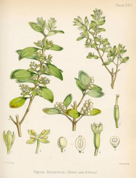 Alseuosmia 秦艽南极航行的植物学1844伦敦 — 图库照片