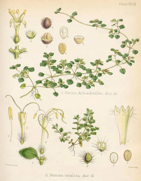 Nertera Növénytan Déli Sarkon Voyage London 1844 — Stock Fotó