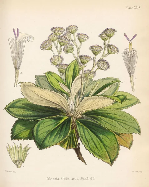 Olearia Colensoi Botanica Del Viaggio Antartico Londra 1844 — Foto Stock