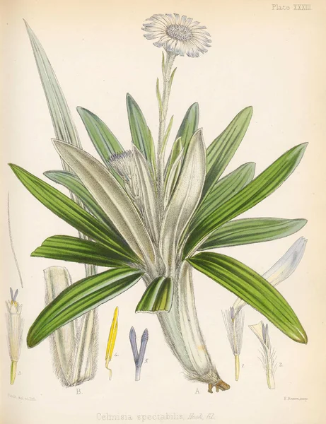 Celmisia南极航行的植物学1844伦敦 — 图库照片