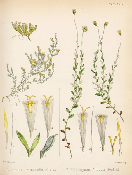 Raoulia Tenuicaulis Helichrysum Filicaule Botanique Voyage Antarctique Londres 1844 — Photo