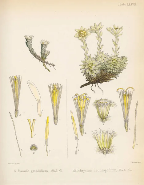 Raoulia Grandiflora Helichrysum Leontopodium Antarktika Botanik Yolculuk Londra 1844 — Stok fotoğraf