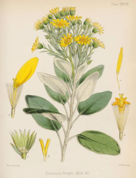 Senecio Plantkunde Van Antarctische Wateren Voyage Londen 1844 — Stockfoto