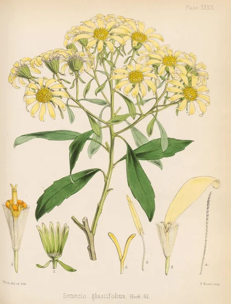 Senecio. The botany of the Antarctic voyage London 1844