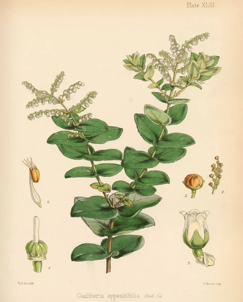 Gualtheria南极航行的植物学1844伦敦 — 图库照片