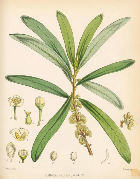 Suttonia南极航行的植物学1844伦敦 — 图库照片