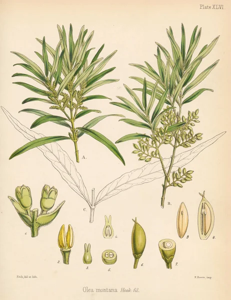 Olive 식물학의 1844 — 스톡 사진
