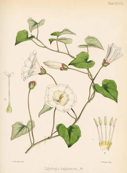Calystegia南极航行的植物学1844伦敦 — 图库照片