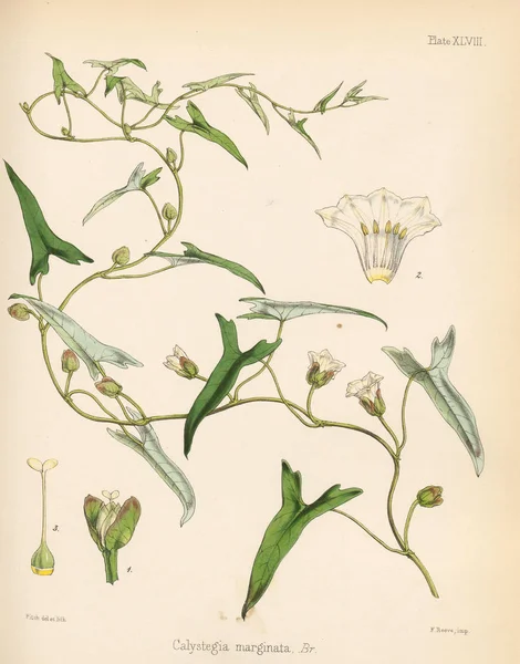 Calystegia Növénytan Déli Sarkon Voyage London 1844 — Stock Fotó