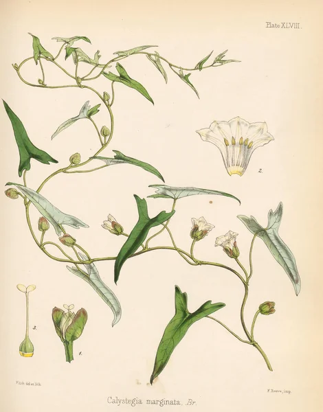 Calystegia. The botany of the Antarctic voyage London 1844