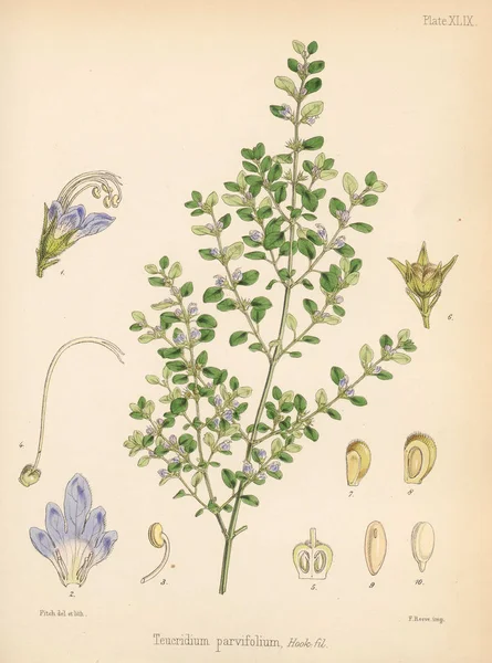 Teucridium Parvifolium Növénytan Déli Sarkon Voyage London 1844 — Stock Fotó