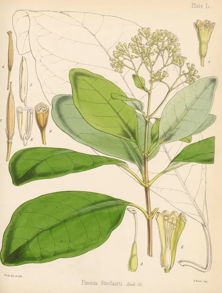 Pisonia Sinclairii Botanica Del Viaggio Antartico Londra 1844 — Foto Stock