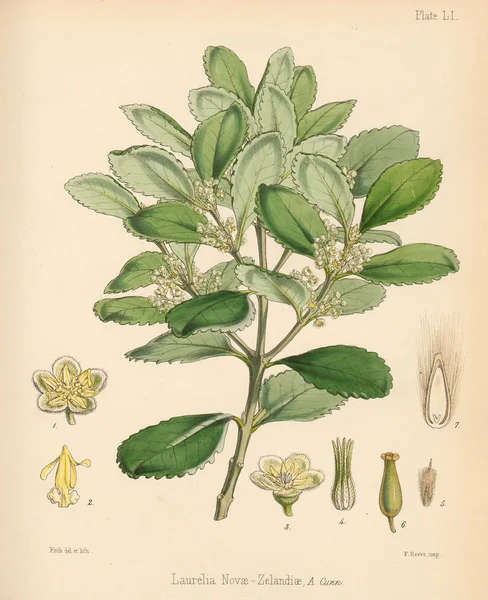 Laurelia Novae Zelandiae Botanica Del Viaggio Antartico Londra 1844 — Foto Stock