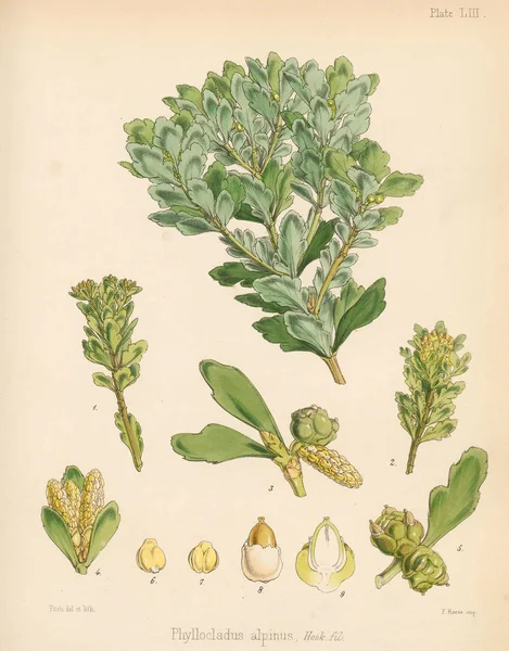 Phyllocladus Alpinus Botanica Del Viaggio Antartico Londra 1844 — Foto Stock