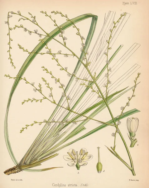 Cordyline Stricta Die Botanik Der Antarktisreise London 1844 — Stockfoto