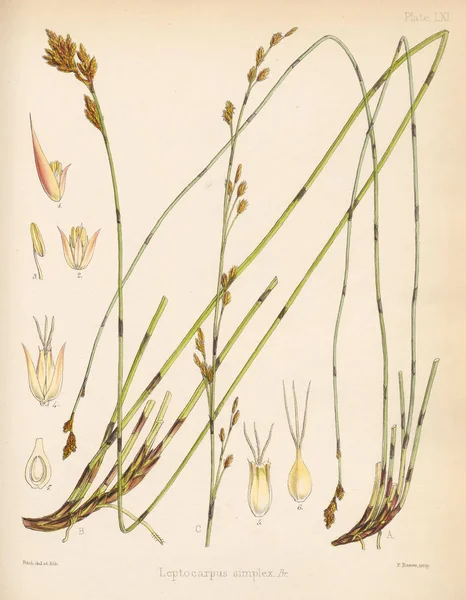 Leptocarpus Simplex Botánica Del Viaje Antártico Londres 1844 — Foto de Stock