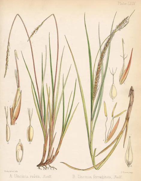 Uncinia南极航行的植物学1844伦敦 — 图库照片
