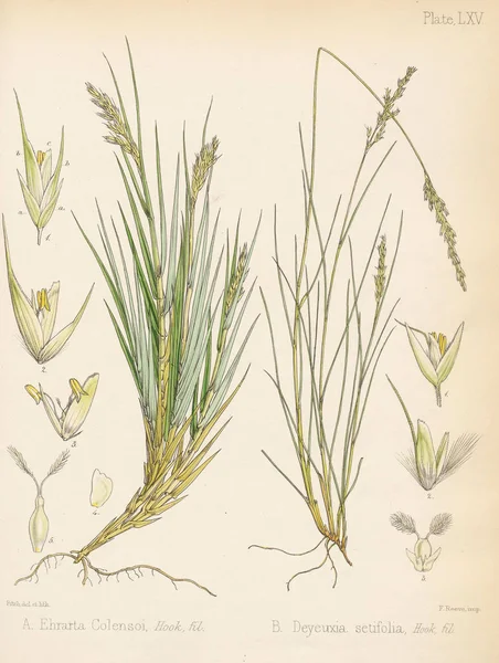 Calamagrostis Botanik Antarcticen Voyage London 1844 — Stockfoto