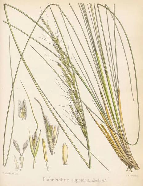 Dichelachne입니다 식물학의 1844 — 스톡 사진